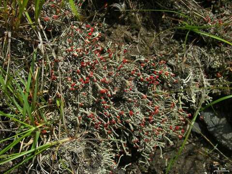 Слика од Cladonia cristatella Tuck.