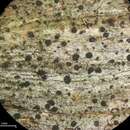 Image of Schaerer's disc lichen