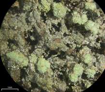 Image of trapeliopsis lichen