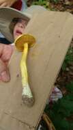 Image of Pulveroboletus