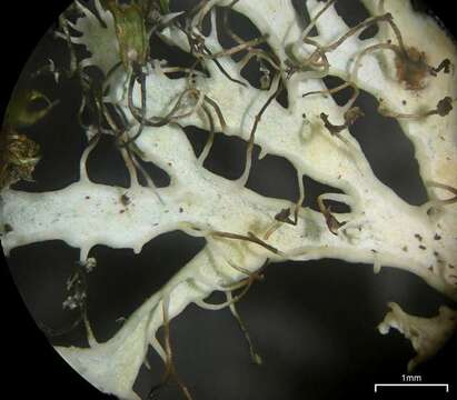 Image of shield lichen