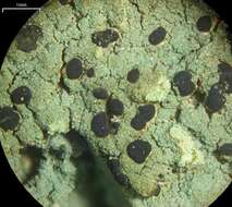 Image of trapeliopsis lichen