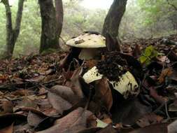 Image of Amanita