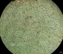 Image of Scoliciosporum lichens