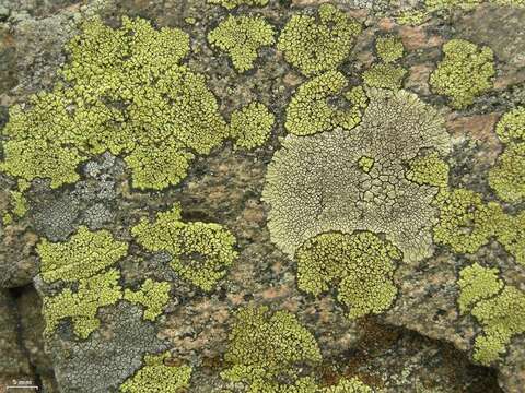 Image of mountain lichen