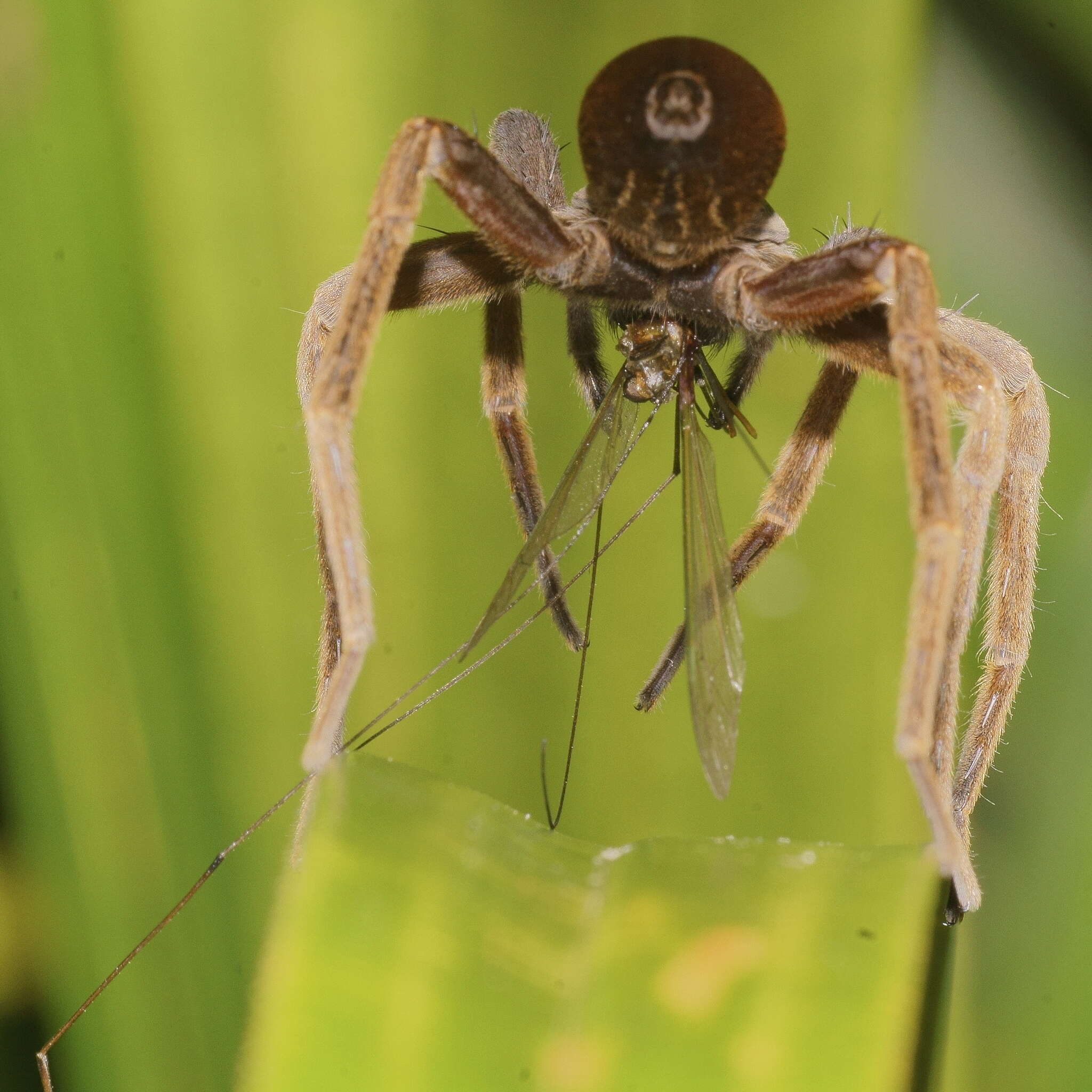 Image of Dolomedes minor L. Koch 1876