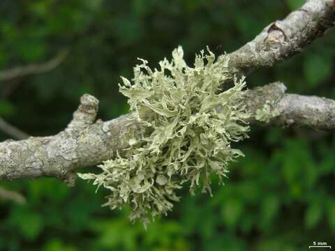 Image of American cartilage lichen