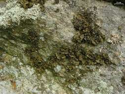 Image of Pensylvania blistered naval lichen