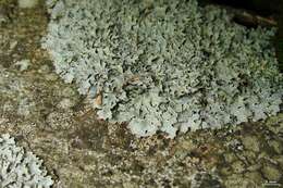 Image of shield lichen