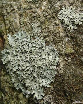 Image of shield lichen