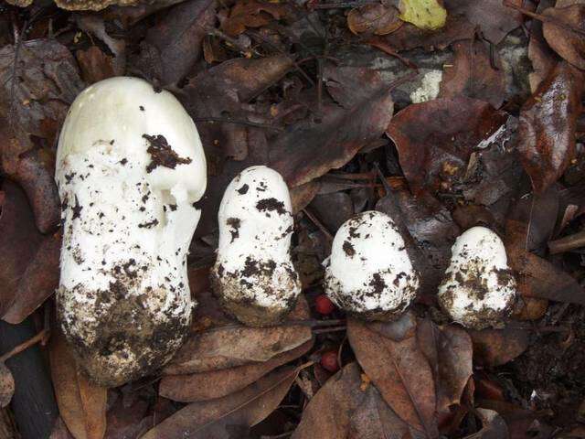 Image of Amanita