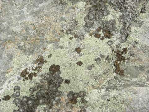 Image of Common toadskin lichen