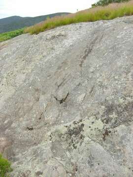 Image of Common toadskin lichen