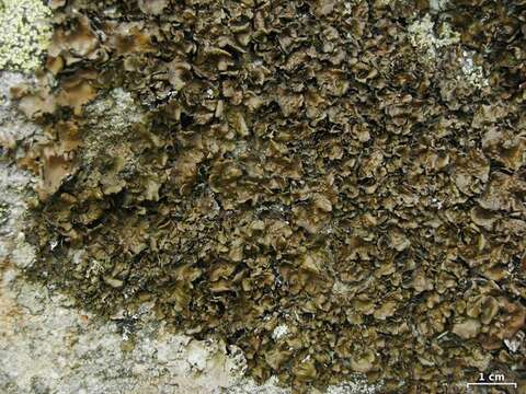 Image of Pensylvania blistered naval lichen