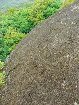 Image of Pensylvania blistered naval lichen