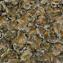 Image of Pensylvania blistered naval lichen