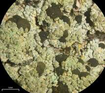 Image of trapeliopsis lichen