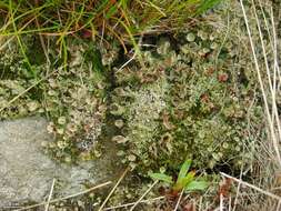 Image of cup lichen