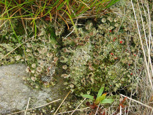 Image of cup lichen