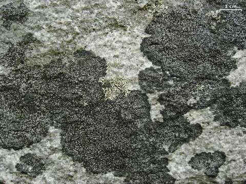 Image of map lichen