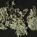Image of Virginia hypotrachyna lichen