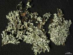 Image of Virginia hypotrachyna lichen