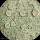 Lecanora subrugosa Nyl. resmi