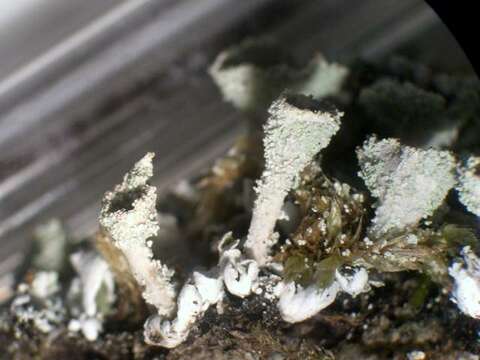 Imagem de Cladonia hammeri Ahti