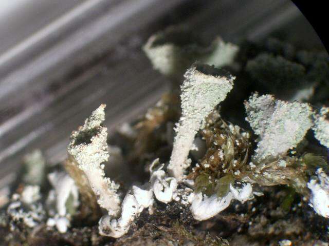 Image of Cladonia hammeri Ahti