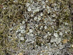 Image of Cladonia hammeri Ahti