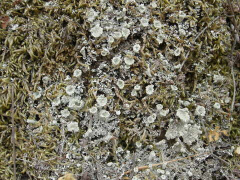 Imagem de Cladonia hammeri Ahti