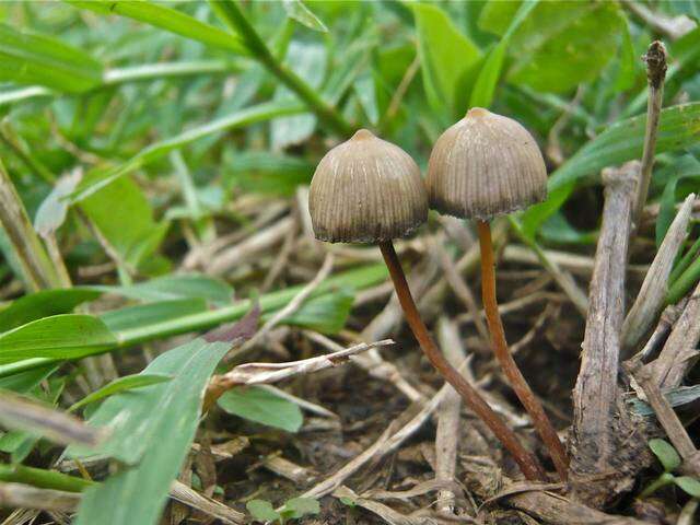 Image de Psilocybe mexicana R. Heim 1957