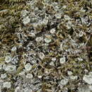 Image of Cladonia hammeri Ahti