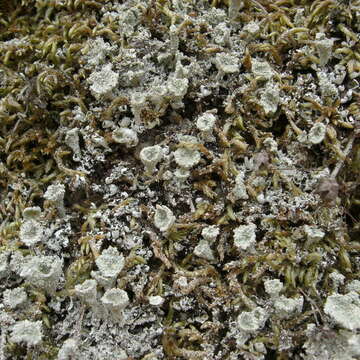 Image of Cladonia hammeri Ahti