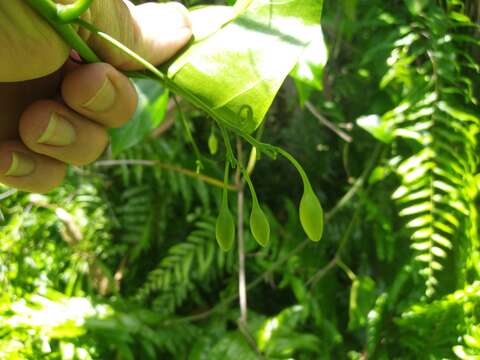 Sivun Adenia heterophylla (Bl.) Koord. kuva