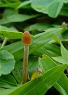 Image de Psilocybe mexicana R. Heim 1957