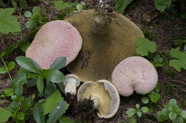 Imagem de Suillus ochraceoroseus (Snell) Singer 1973