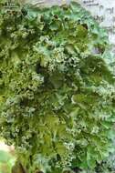 Image of flavopunctelia lichen