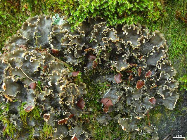 Image of Elizabeth's felt lichen