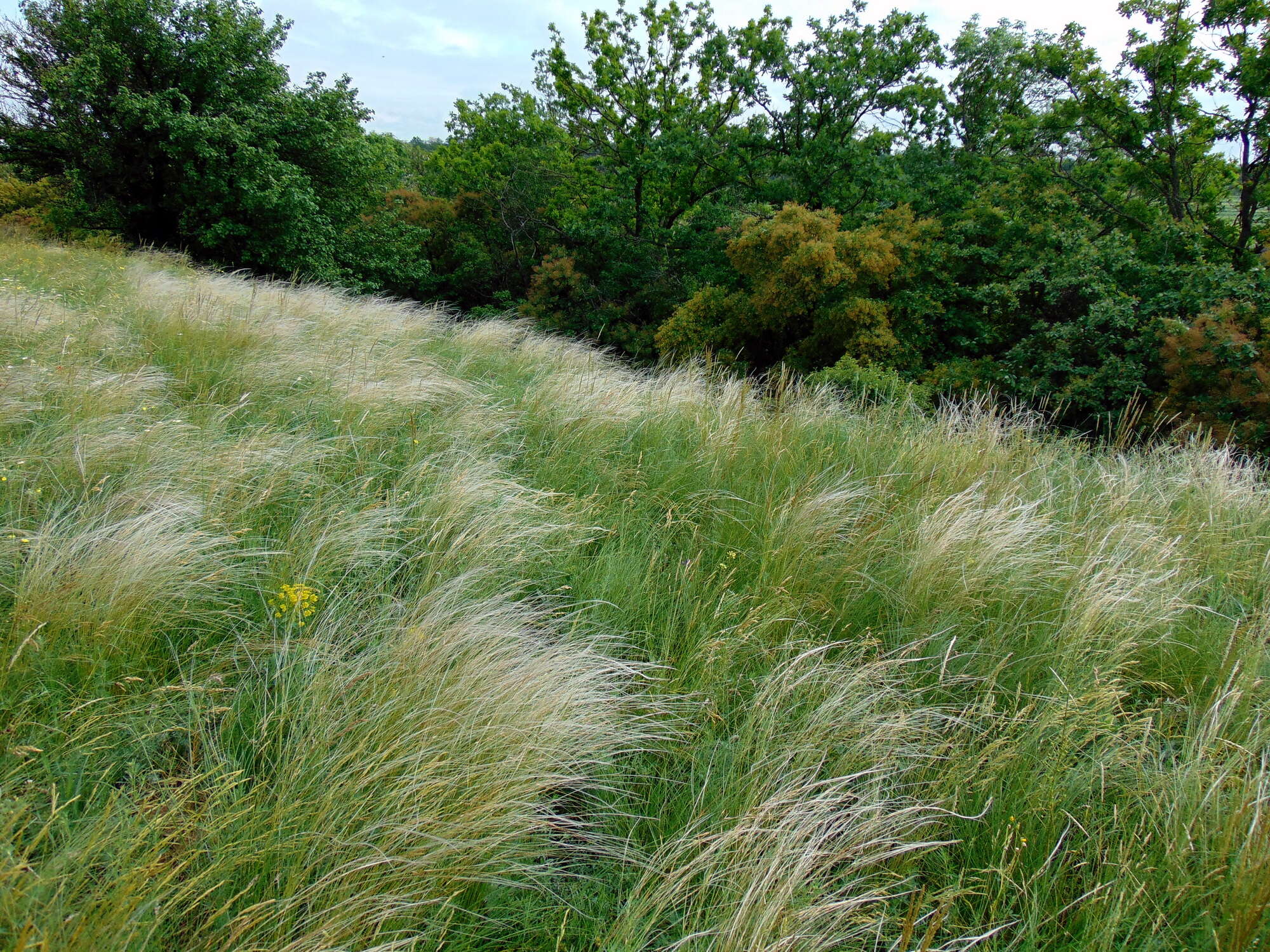 Plancia ëd Stipa lessingiana Trin. & Rupr.