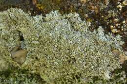 Physcia tribacia (Ach.) Nyl. resmi