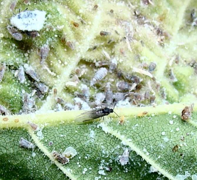 Image of Woolly aphids