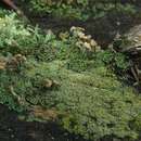 Image of cup lichen