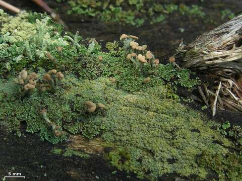 Image of cup lichen