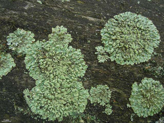 Image of bran lichen