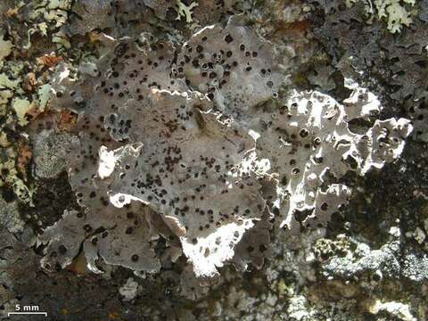 Image of Common toadskin lichen