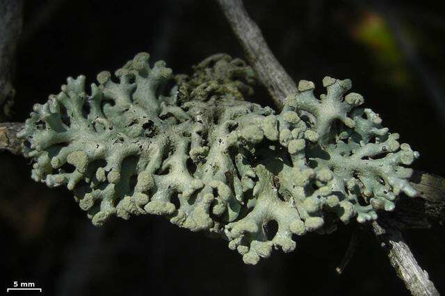 Image of Powder-headed tube lichen