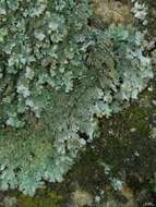 Image of shield lichen