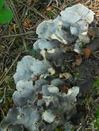 Image of Field dog-lichen;   Felt lichen