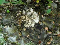 Image of Field dog-lichen;   Felt lichen